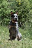 BOUVIER AUSTRALIEN 306